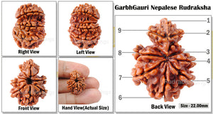 9 Mukhi Nepalese Garbh Gauri Rudraksha - Bead No. 9