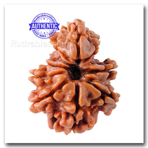9 Mukhi Nepalese Garbh Gauri Rudraksha - Bead No. 9