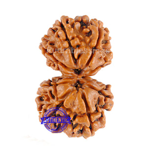 Gaurishanker  Nepalese Rudraksha Bead No. - 121