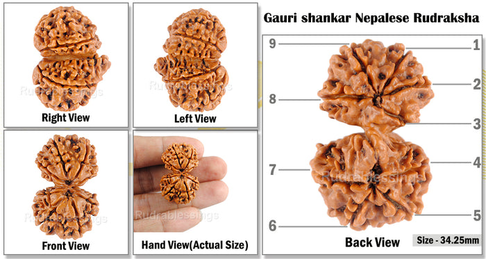 Gaurishanker  Nepalese Rudraksha Bead No. - 121