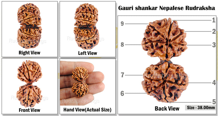 Gaurishanker  Nepalese Rudraksha Bead No. - 120