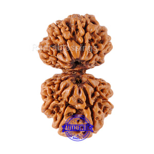 Gaurishanker  Nepalese Rudraksha Bead No. - 132