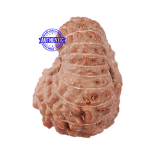 Load image into Gallery viewer, 17 Mukhi Rudraksha from Indonesia - Bead No. 147

