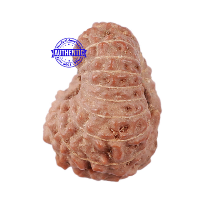 17 Mukhi Rudraksha from Indonesia - Bead No. 147