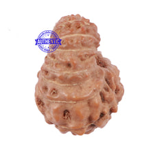 Load image into Gallery viewer, 17 Mukhi Rudraksha from Indonesia - Bead No. 147
