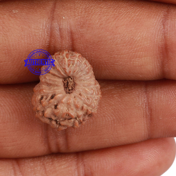 17 Mukhi Rudraksha from Indonesia - Bead No. 147