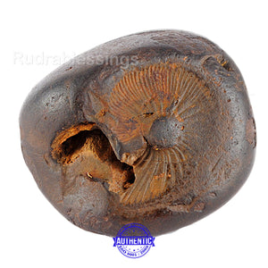 Shaligram - 48