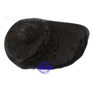 Shaligram - 25
