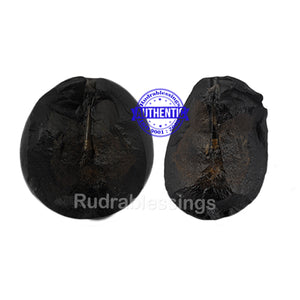 Shivling Shaligram - 12