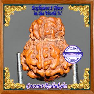 Coconut Rudraksha