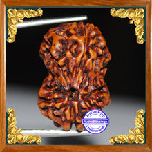 Load image into Gallery viewer, Damru Rudraksha - Bead No. 1
