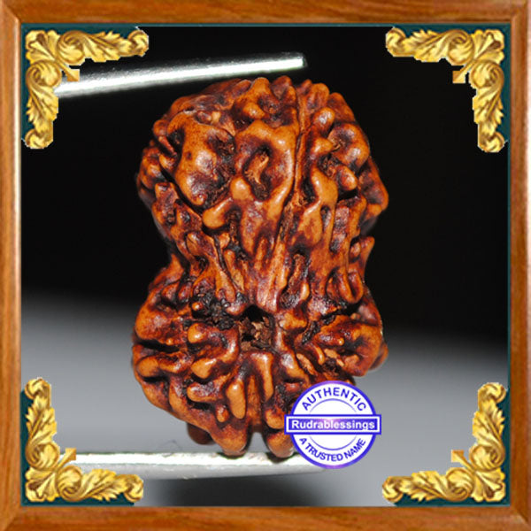 Damru Rudraksha - Bead No. 1