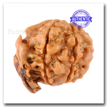Load image into Gallery viewer, Nepalese Double Ganesh Rudraksha - Bead No. 30
