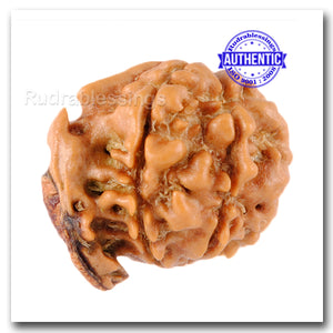 Nepalese Double Ganesh Rudraksha - Bead No. 30
