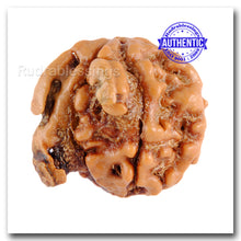 Load image into Gallery viewer, Nepalese Double Ganesh Rudraksha - Bead No. 31
