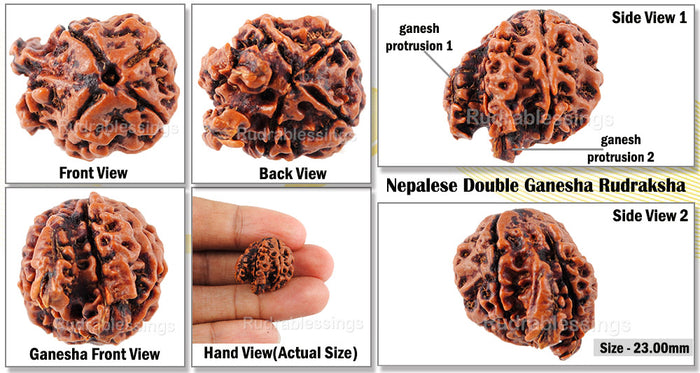 Nepalese Double Ganesh Rudraksha - Bead No. 139