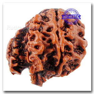 Nepalese Double Ganesh Rudraksha - Bead No. 139