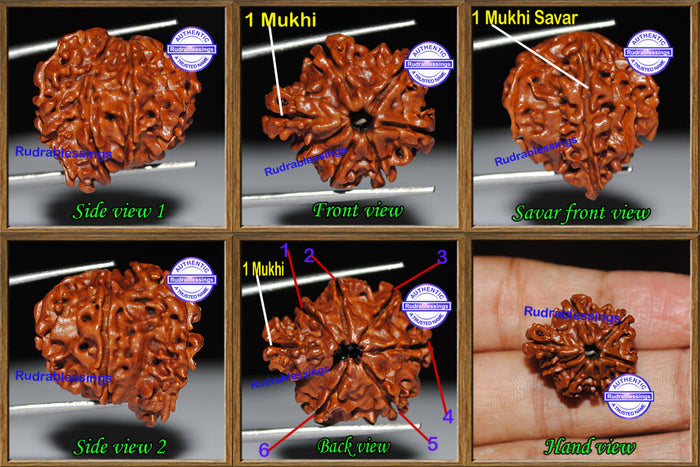 1 Mukhi Savar Rudraksha from Nepal - Bead No. 53