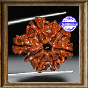 1 Mukhi Savar Rudraksha from Nepal - Bead No. 53
