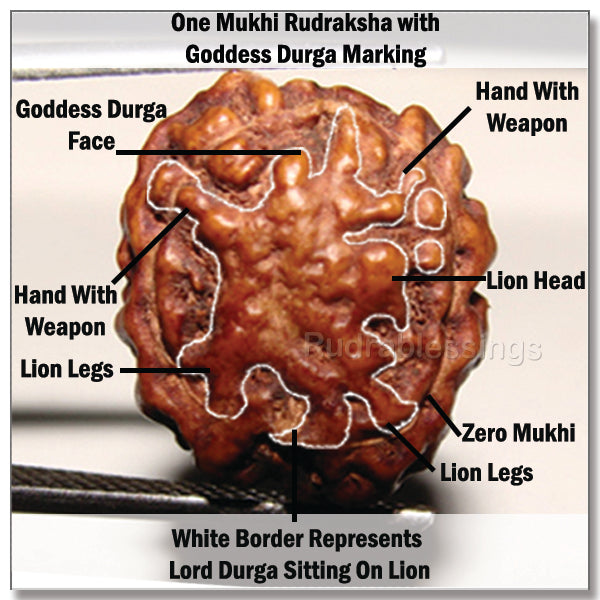 One Mukhi Rudraksha with Goddess Durga Marking
