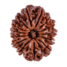 Load image into Gallery viewer, 5 Mukhi Rudraksha from Nepal - test

