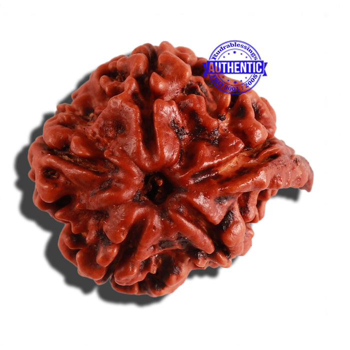 Nepalese Ganesh Rudraksha - Bead No. 158