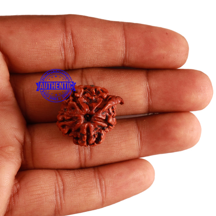 Nepalese Ganesh Rudraksha - Bead No. 158