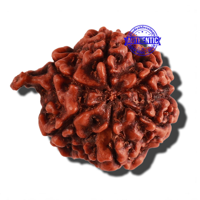 Nepalese Ganesh Rudraksha - Bead No. 164