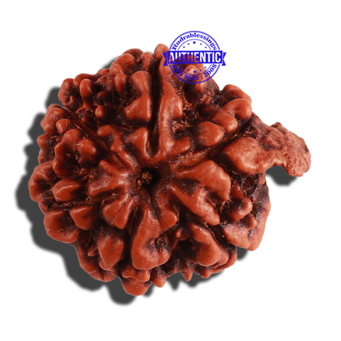 Nepalese Ganesh Rudraksha - Bead No. 164