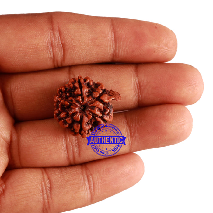 Nepalese Ganesh Rudraksha - Bead No. 164
