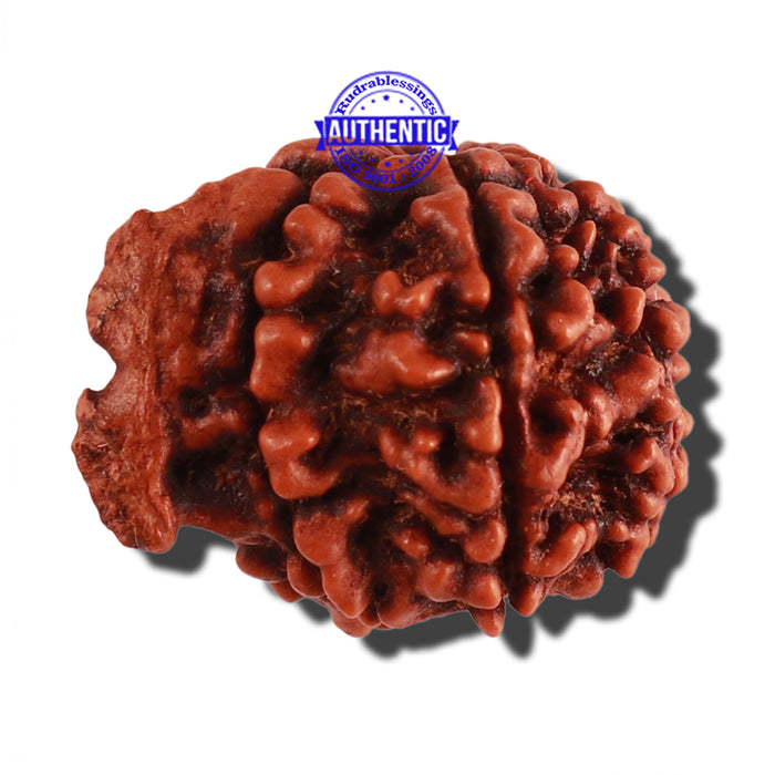 Nepalese Ganesh Rudraksha - Bead No. 164