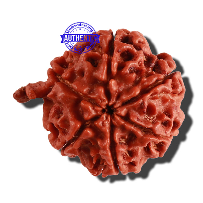 Nepalese Ganesh Rudraksha - Bead No. 171