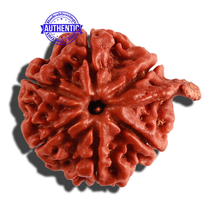 Nepalese Ganesh Rudraksha - Bead No. 171