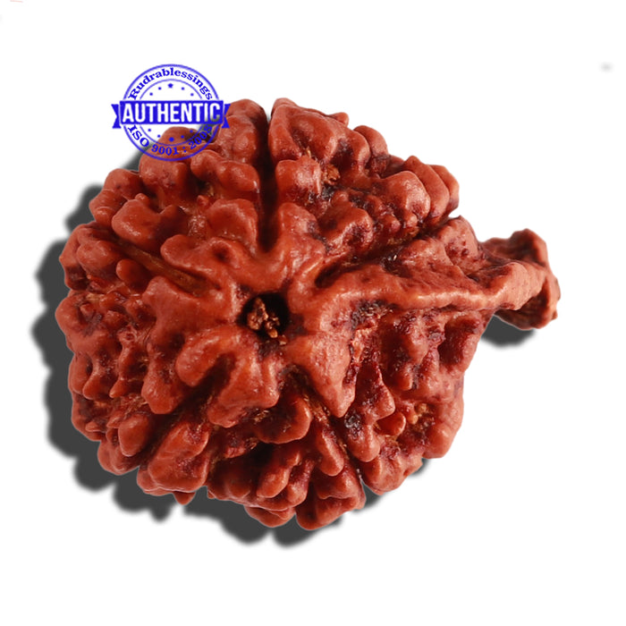 Nepalese Ganesh Rudraksha - Bead No. 174