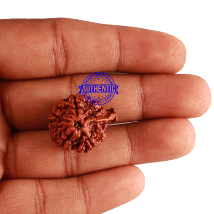 Nepalese Ganesh Rudraksha - Bead No. 174