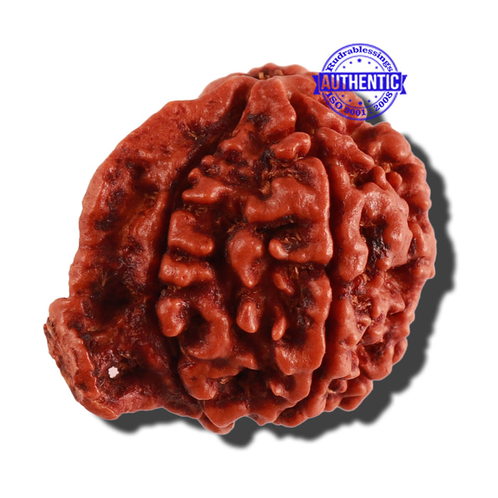 Nepalese Ganesh Rudraksha - Bead No. 174