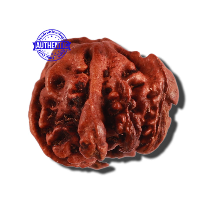 Nepalese Triple Ganesh Rudraksha - Bead No. 189