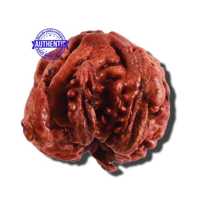 Nepalese Triple Ganesh Rudraksha - Bead No. 189