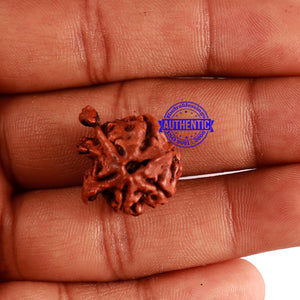 Nepalese Triple Ganesh Rudraksha - Bead No. 189