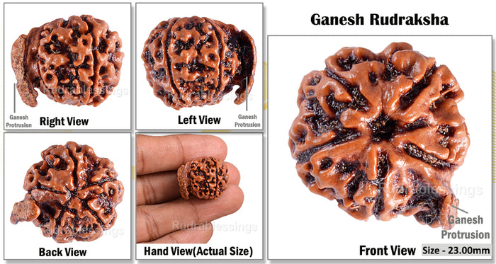 Nepalese Ganesh Rudraksha - Bead No. 50