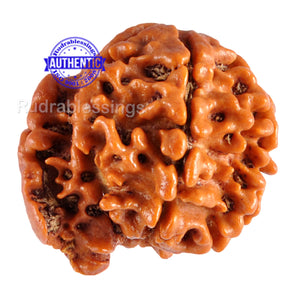 Nepalese Ganesh Rudraksha - Bead No. 53