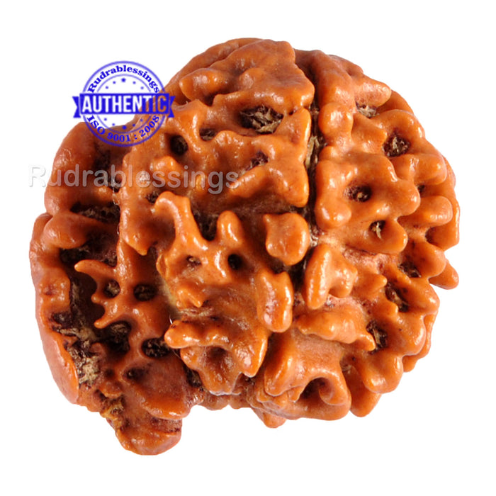 Nepalese Ganesh Rudraksha - Bead No. 53