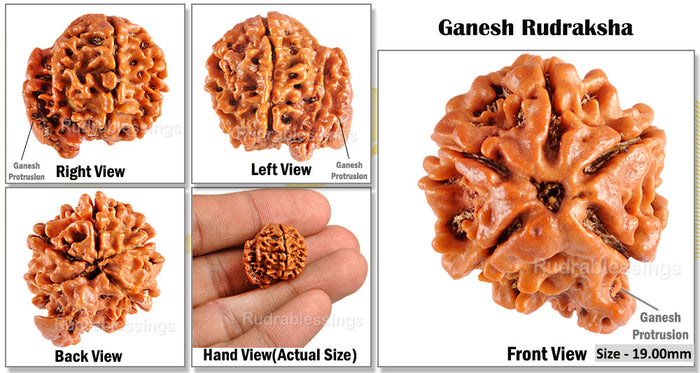 Nepalese Ganesh Rudraksha - Bead No. 53