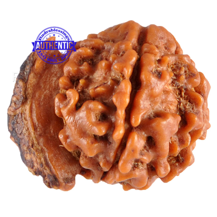 Nepalese Ganesh Rudraksha - Bead No. 54