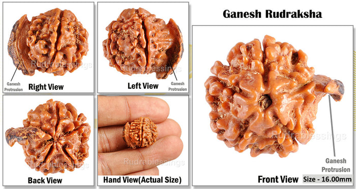 Nepalese Ganesh Rudraksha - Bead No. 54