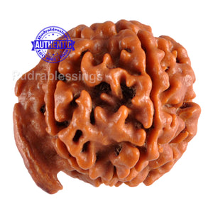Nepalese Ganesh Rudraksha - Bead No. 55
