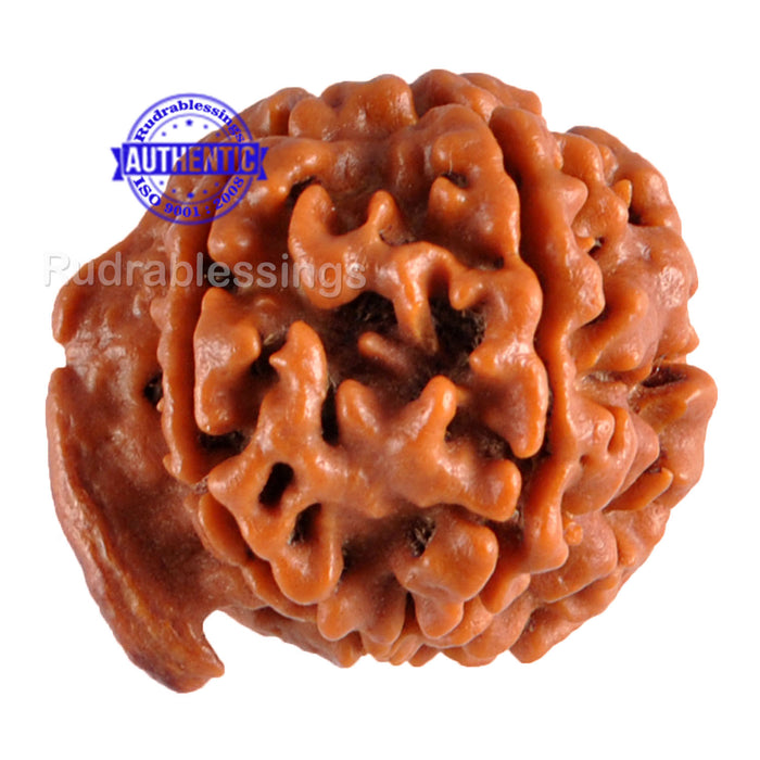 Nepalese Ganesh Rudraksha - Bead No. 55