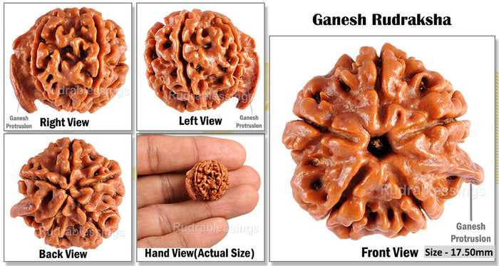 Nepalese Ganesh Rudraksha - Bead No. 55