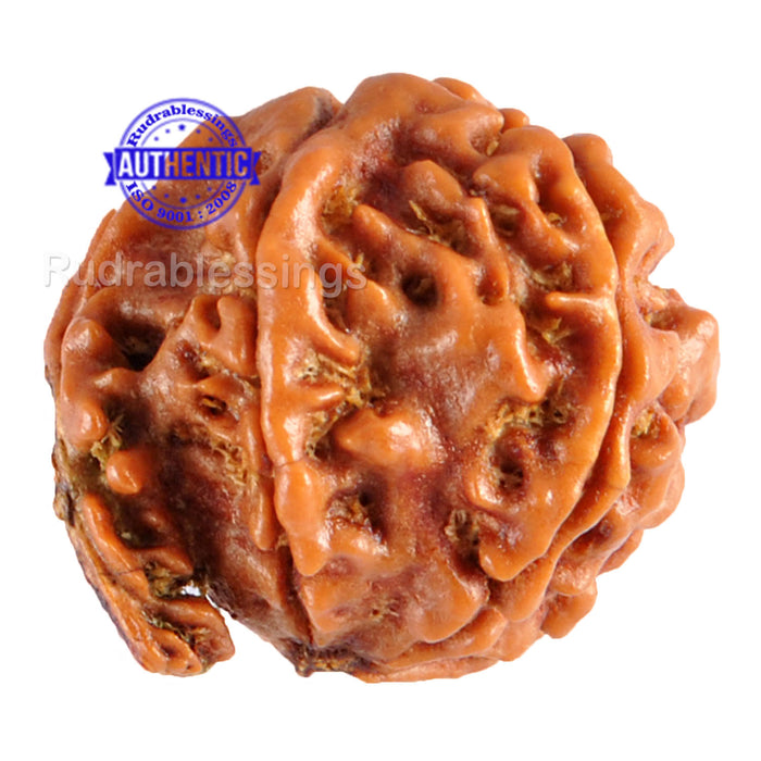 Nepalese Ganesh Rudraksha - Bead No. 57