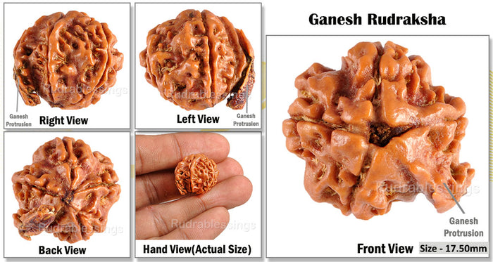 Nepalese Ganesh Rudraksha - Bead No. 57